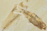 Fossil Fish (Knightia) - Green River Formation #224517-1